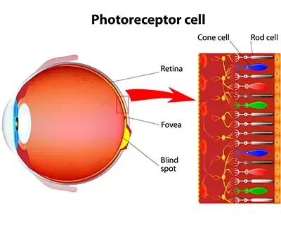 Photo Receptor Cells in the Eye